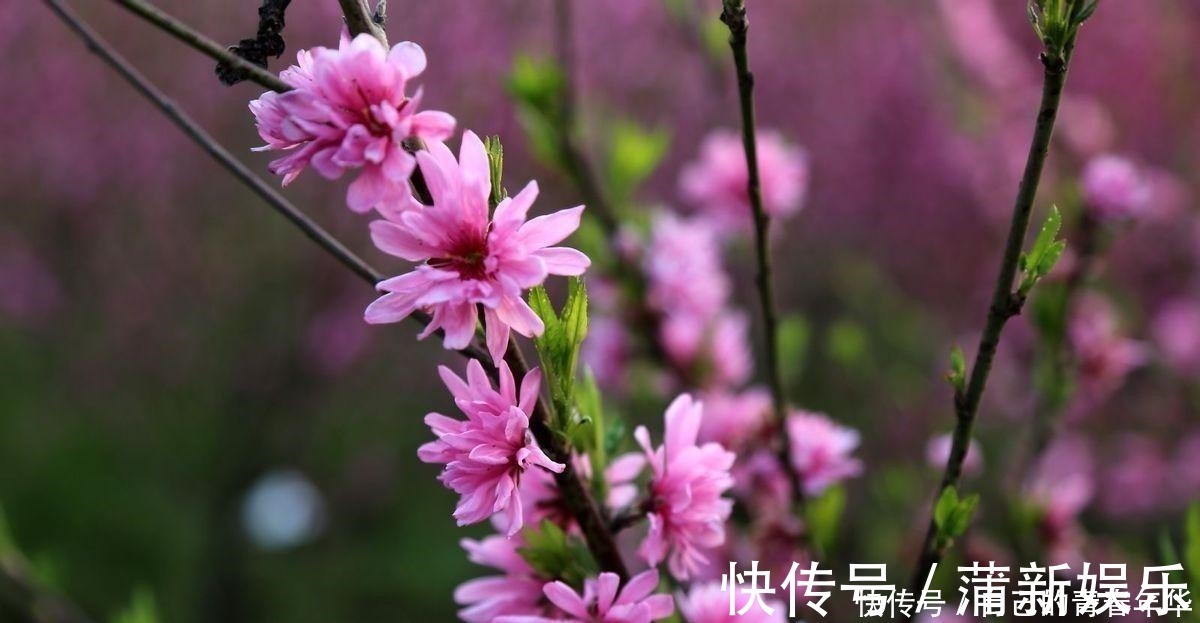 桃花仙#唐伯虎这首经典诗,全诗无一生僻字,开篇短短四行令人拍案叫绝!