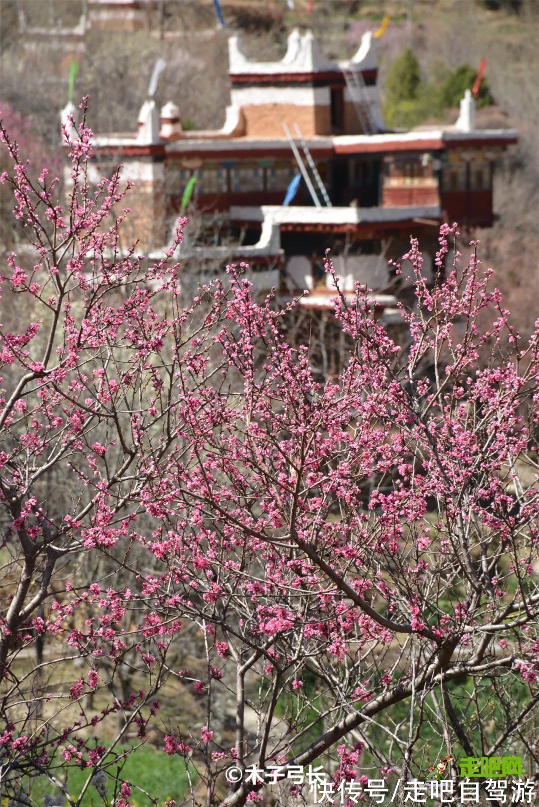 神仙包|春天第一站就去这里！醉春天之川西花海、雪山、冰湖七天之旅