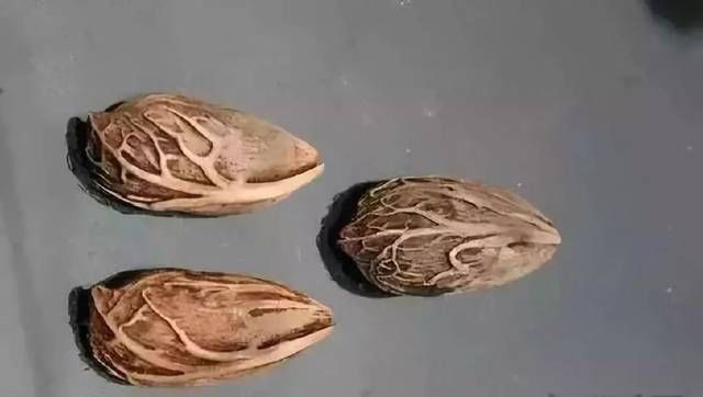 千丝菩提@盘点：十种小众文玩菩提，文玩圈的非主流，到底好在哪