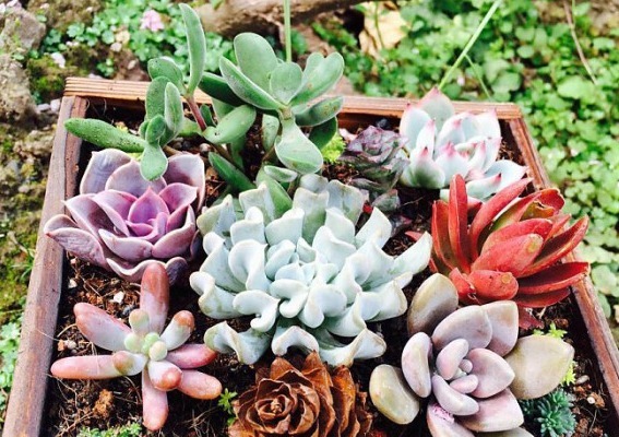 太主动和勤快，对多肉一点好处没有，而是催命符