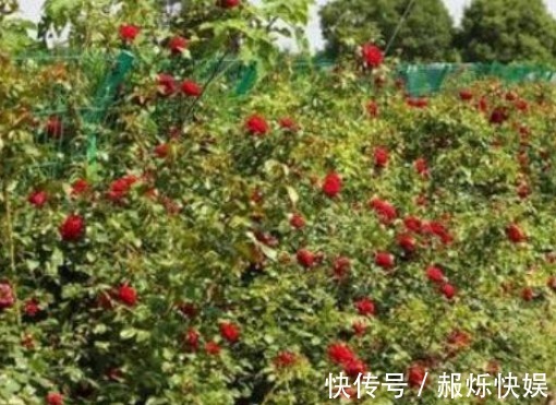 都说红龙月季花,玫瑰国度的天使表示不服,且看他们的PK