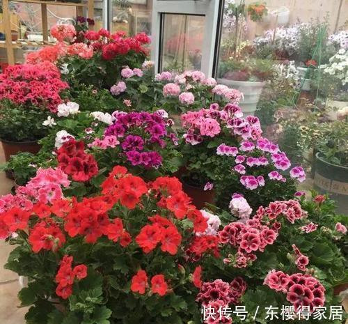 浇水|天热后,5种花适合“穷养”,用小盆少浇水,花朵会更多