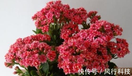 养长寿花，用四个小诀窍，开花多，花期长，漂亮鲜艳如花球！