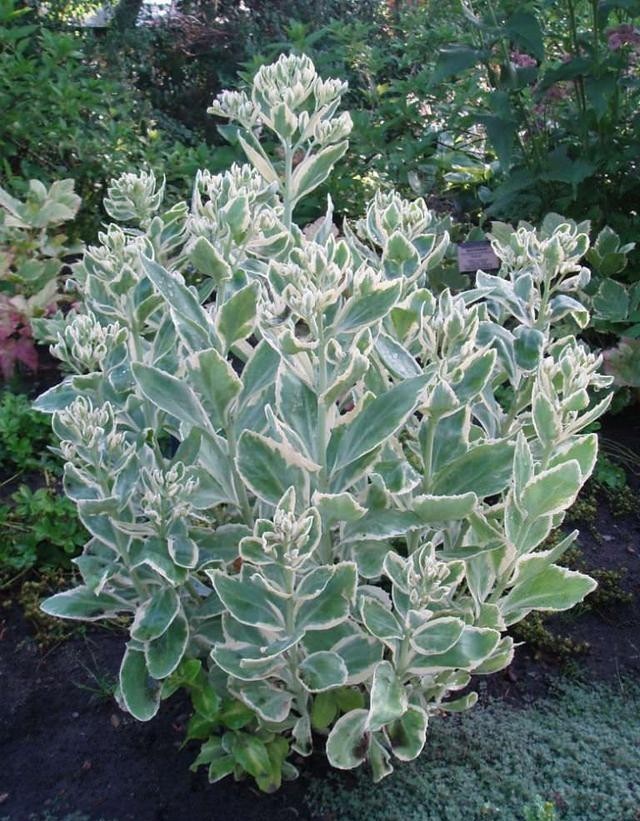 晨光|天生就带锦,生命力强大却价格便宜多肉,它就是冰冷晨光