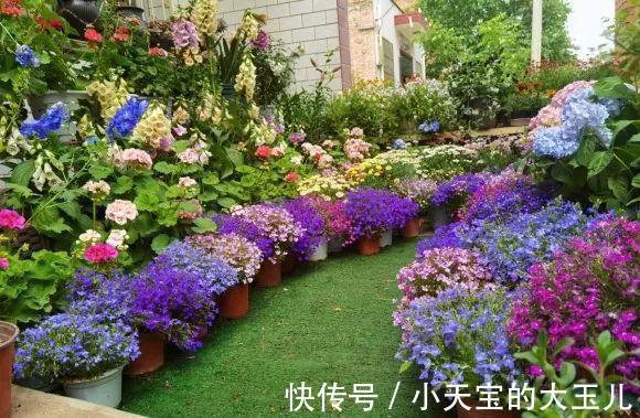 记录一下我养过的花，1000多盆都有啥