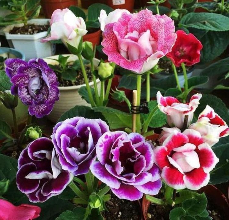 家养此款花卉,花朵漂亮,开花一茬接一茬,瞬间变得高大上