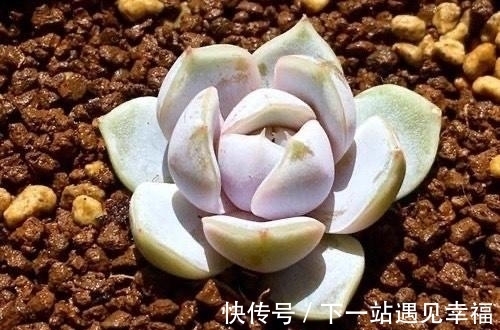 多肉植物|4种不常见却很美艳的多肉,我只养过2种,虽然贵但是不后悔