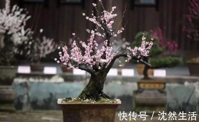 耐寒|5种花冬天再冷也不怕,年前搬进室内,过年就开花,喜庆又漂亮!