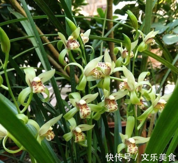 颗粒|老花农养兰花,用3种植料,兰花不烂根,芽蹭蹭冒,花呼呼开