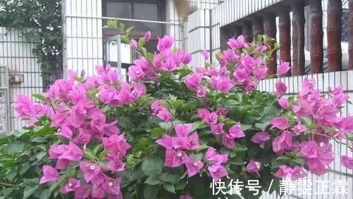 打蕾|养花却不开花?学会这一招,立马开花爆盆给你看!