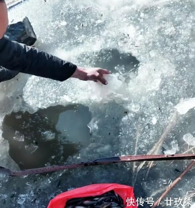 冬天|东北的老头鱼是一种什么鱼?生活在野泡子里,冬天冰封也冻不死