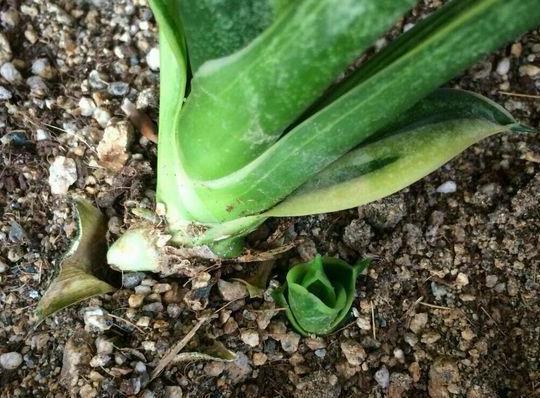 虎皮兰|居家盆栽虎皮兰，不想叶片变得干瘪难看，需趁早实践4个知识点