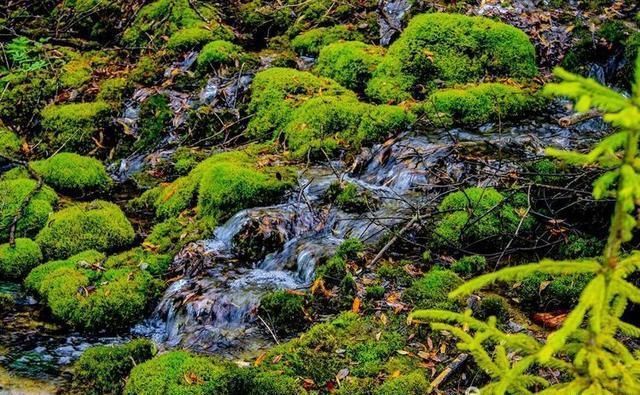 焦距|九寨沟名扬四海，但不适合走马观花，请跟随镜头仔细看看