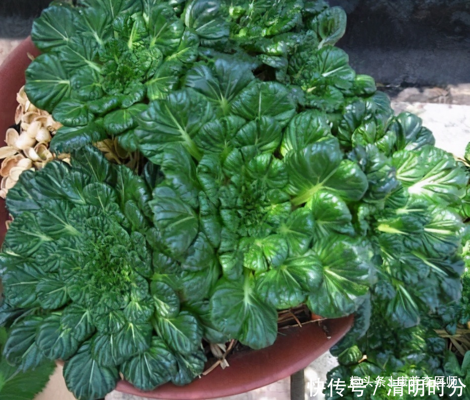 维生素B12|气色好的人要常吃，坚持食用，改善便秘，谁吃谁好，更显年轻