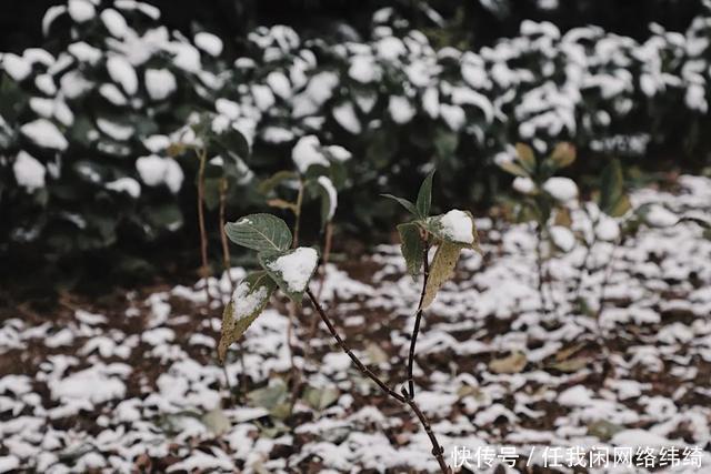 浪漫|多图预警！南大金陵今冬初雪浪漫来袭！