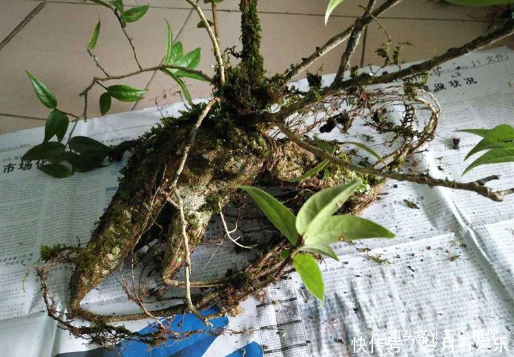 石萝卜|农村一种植物,人称“叶上花”,盆栽很漂亮,跌打损伤,胃疼可用