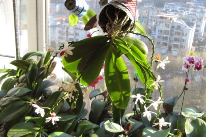 冬天|家养几种花,养护有技巧,期生长顺利,花香浓