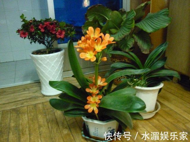 夏天养花“技巧”多,天热就需要换位置,黄叶烂根救不活