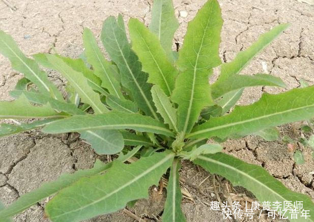 养生保健的几种野菜，没事多吃，消炎利尿，排毒消脂，预防疾病