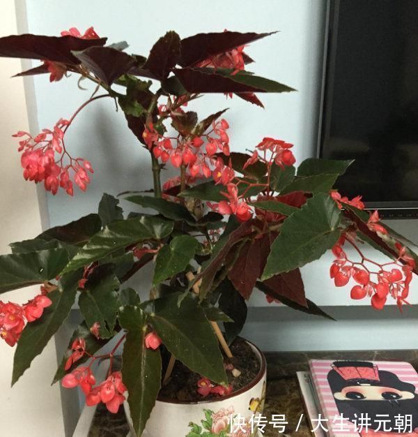 竹节秋海棠|超好养的木本植物，全年开花，观赏价值高，室内也能种，值得栽培