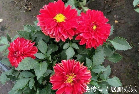 厕所想养花“3种”便宜又好看,水越多、花越艳,花开日日红