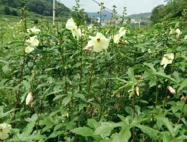 氨基酸|山上一野菜,价格比牛肉贵,曾被吃到濒临绝种,若您看到请珍惜