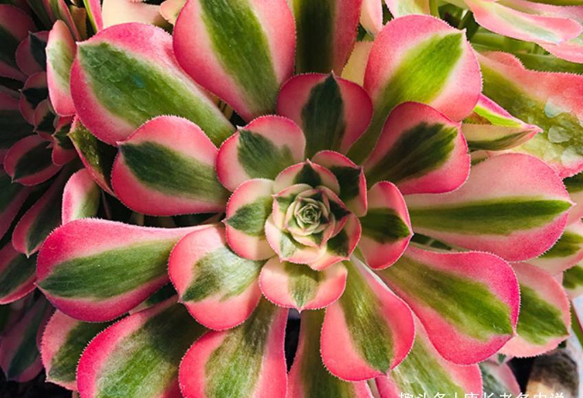 锦斑|粉女巫法师是粉色系多肉中的颜值大师,它是否唤起了你的少女心?