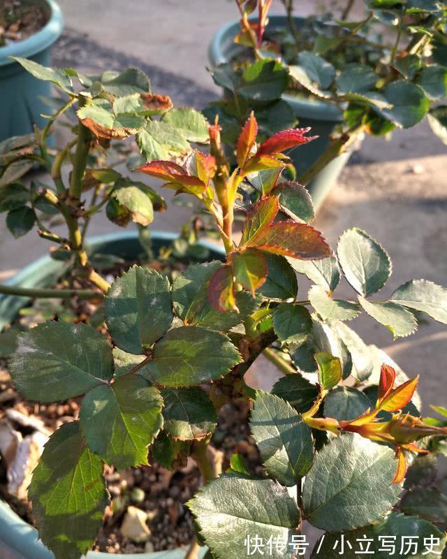 天冷了，15种漂亮花喜欢“大太阳”，多晒长得壮，花更多