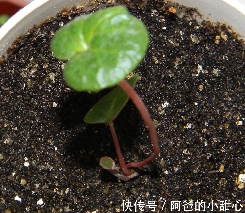 养盆栽仙客来掌握7点,养20~30年都不是问题,年年能开花