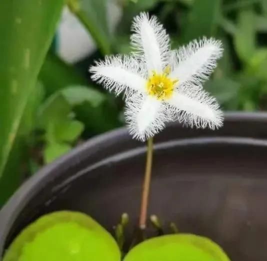 只用水不用土的植物,一片叶子就开花,简直太神奇了