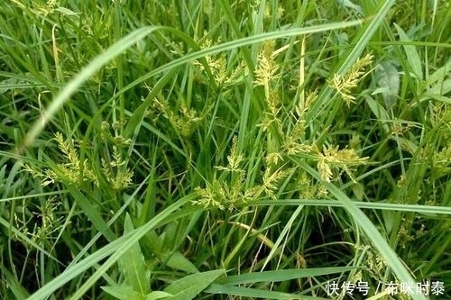 农村|农村这种植物被看作杂草,小孩常拿来玩,其实它的价值主要在根部