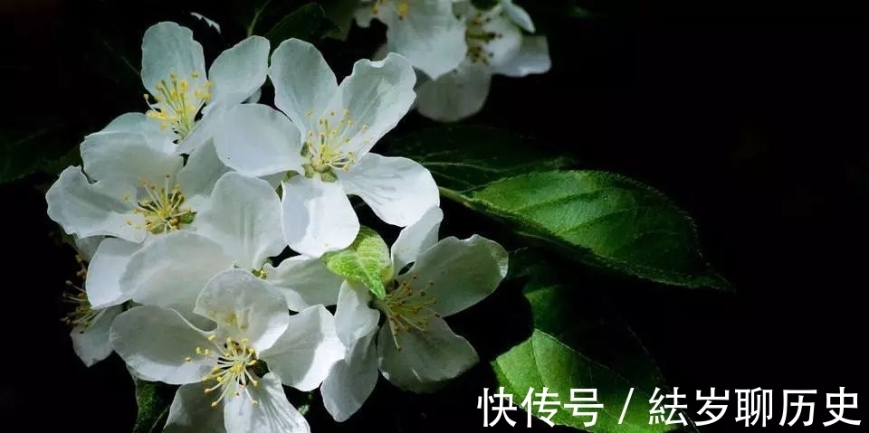 荼靡|烟雨夜读 谢了荼蘼春事休