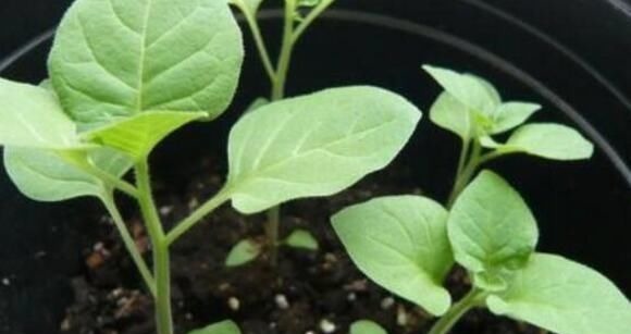 这种花是“解毒高手”，家里养一盆，再也不怕“小病小灾”