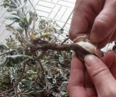 鸡蛋草|“鸡蛋草”发现这种草的话不要扔了, 药用价值很高