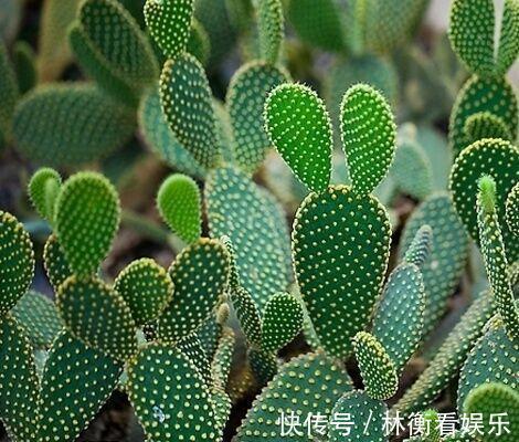 儿时种下一颗仙人掌,10年后,爷爷打来电话,现在2万都不卖!