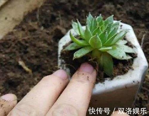 植株|这种多肉样子像莲花,做好这4点,安全过夏还能“爆盆”