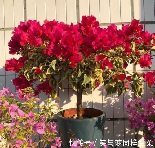 地方|养三角梅，最容易犯的3个地方，才是导致不开花的关键原因
