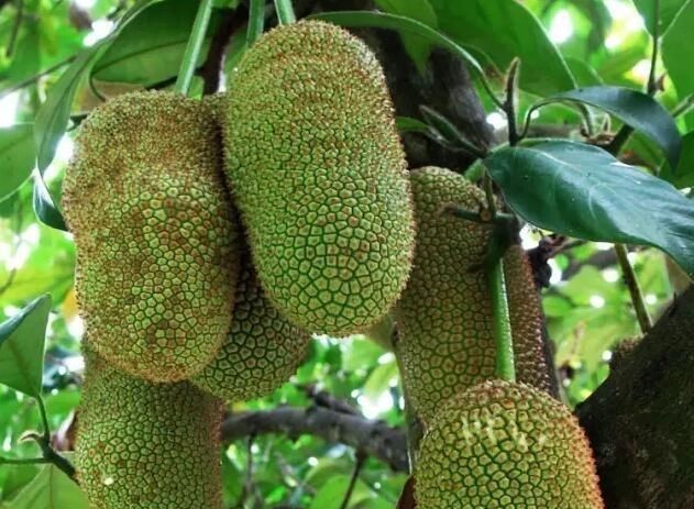 雪莲|水果如何在收获前生长稠密但昂贵雪莲很尴尬我不是《红薯》