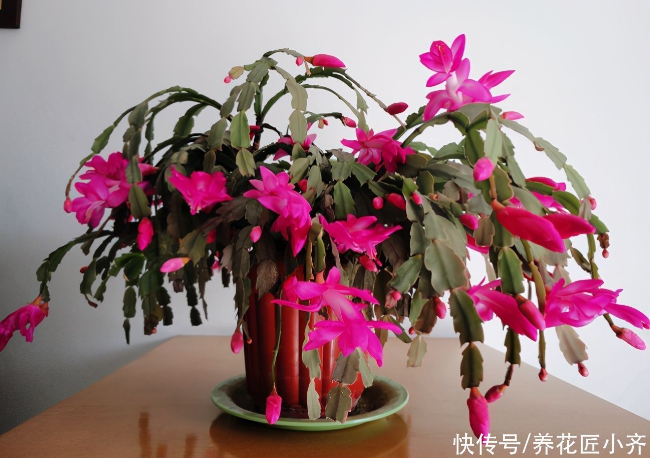 蟹爪兰要不要掐叶子?掐对就能开花多,掐错一个花苞也不长