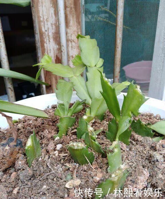 施肥|秋季蟹爪兰根茎腐烂开花少教你“2法”,蟹爪兰一年最少开花3次