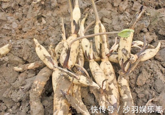 预防肠癌|人到中年,这三种食物离不开,消食开胃,越来越健康