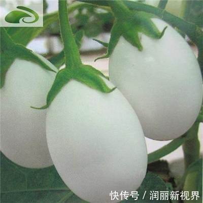 阳台|邻居阳台种“2种菜”，养50天“采摘”，一摘1篮子，全家吃不