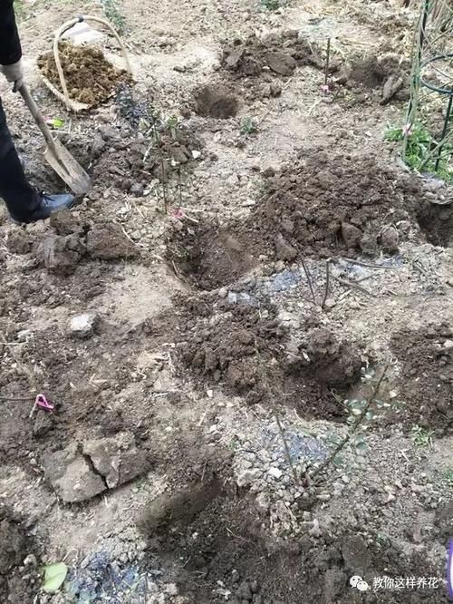 内脏|冬天养花埋点它,开春就疯长,1年不施肥一样绿油油!