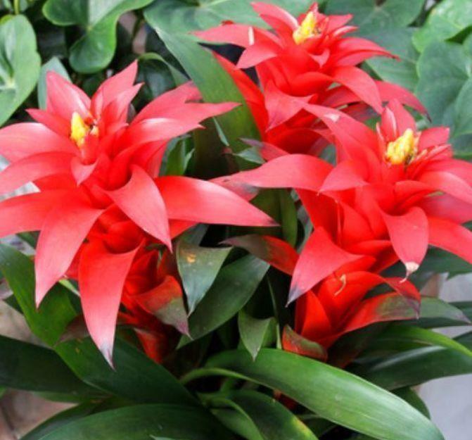 4中花卉超仙的,美丽高贵,清香四溢,颜值超高的