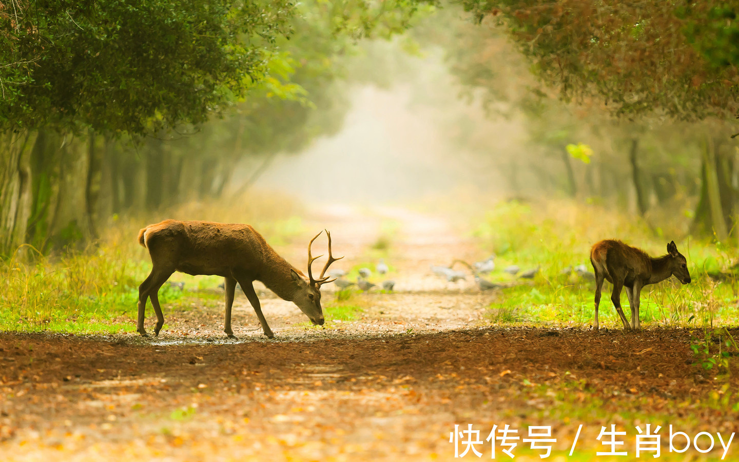 生肖|可以接受失败，但绝不认输，好胜心“贼强”的生肖