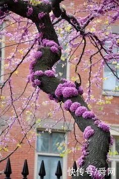 神奇!这个开花树居然可以长成这样震撼世人!真是太美了