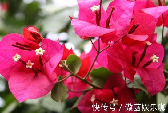 养花|农历8月29日起,养花试试这几款,全年开花不断,一盆看似多盆