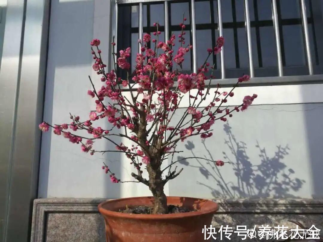 绣球|10种花不怕冷,先别搬进屋,放外面冻一冻,开花更旺