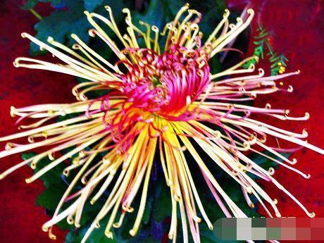 家里养花,不如养“珍稀名菊”秋水红霞,花开亭亭玉立,花姿妖艳