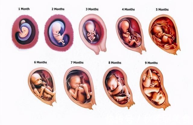 发育|胎儿40周变身记：从0.5厘米受精卵到50厘米宝宝，过程神奇
